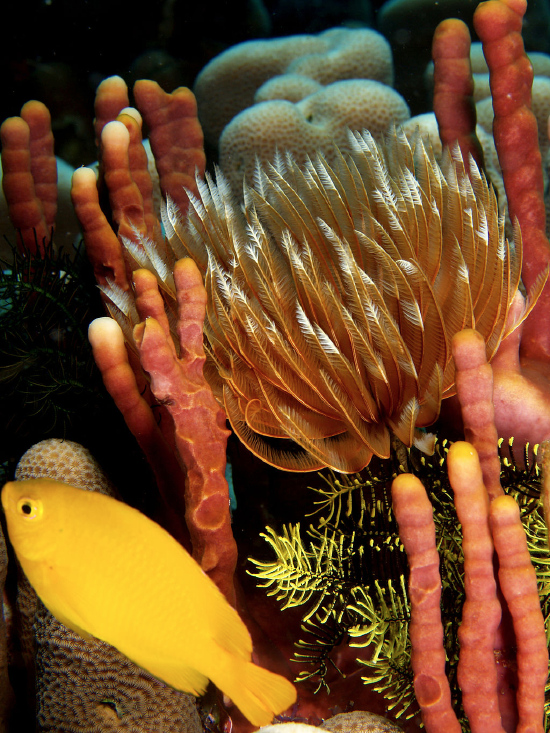  Oceanapia amboinensis (Red Finger Sponge)